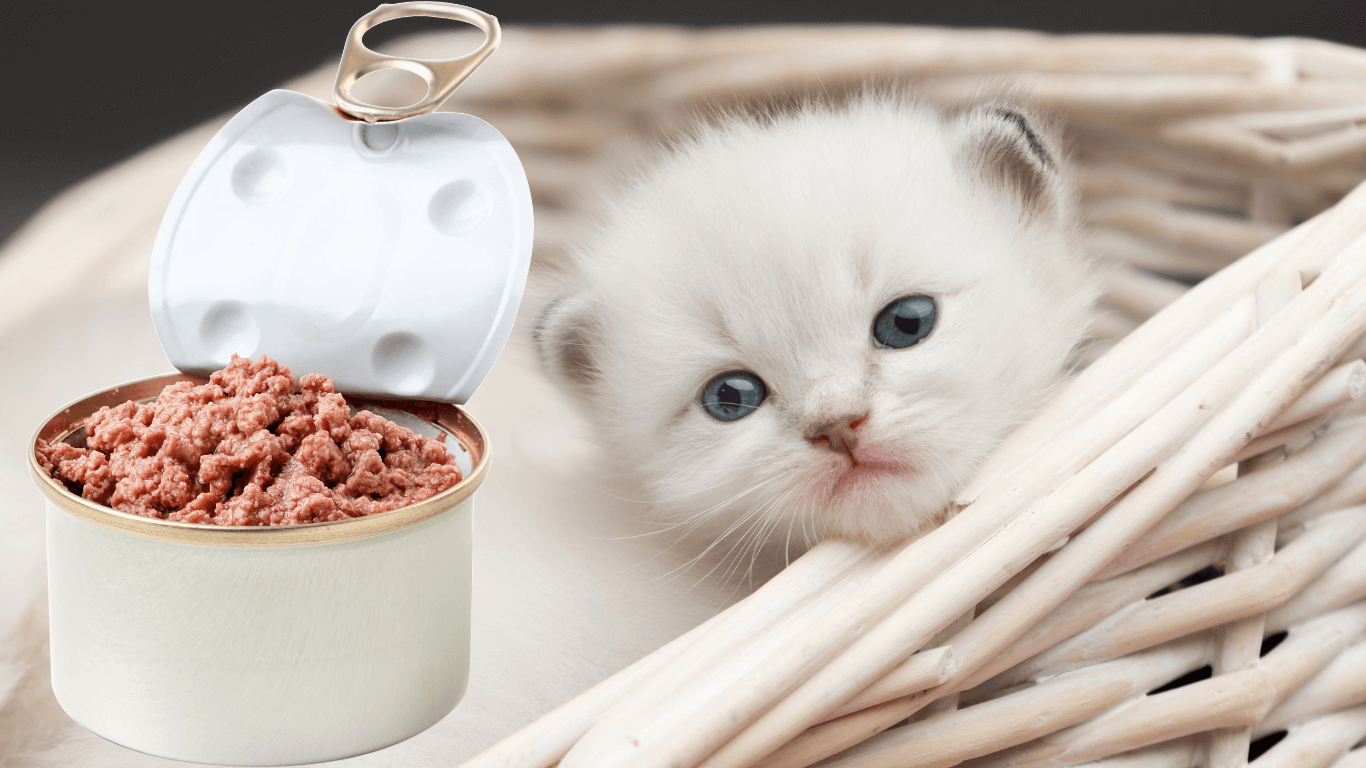 Pate Cho Mèo Giá Rẻ: Hướng Dẫn Chọn Lựa & Sử Dụng Tối Ưu