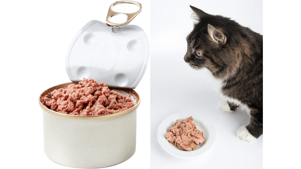 Hướng Dẫn Chi Tiết Cách Cho Mèo Ăn Hạt Đúng Cách Để Đảm Bảo Dinh Dưỡng Tối Ưu