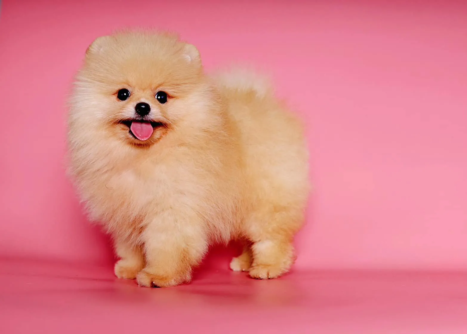 Pet Nha Trang cung cấp nhiều dịch vụ spa làm đẹp chó mèo