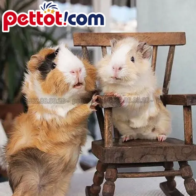 Phân biệt các giống chuột lang phổ biến khi mua chuột lang ở TP HCM