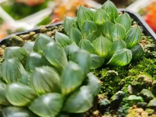 Phân biệt các loại sen đá Haworthia độc đáo và cách chăm sóc chúng