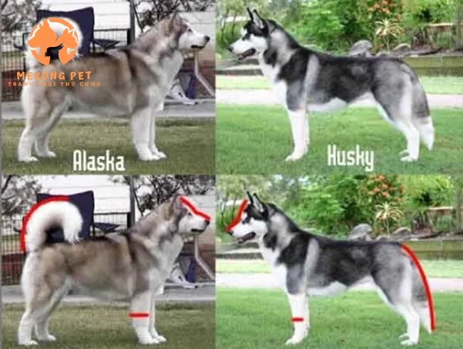 Phân biệt chó Husky và Alaska Malamute thông qua hình thức bề ngoài và kích thước