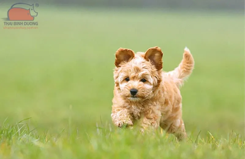 Phân biệt chó phốc sóc lai poodle với giống Maltipoo