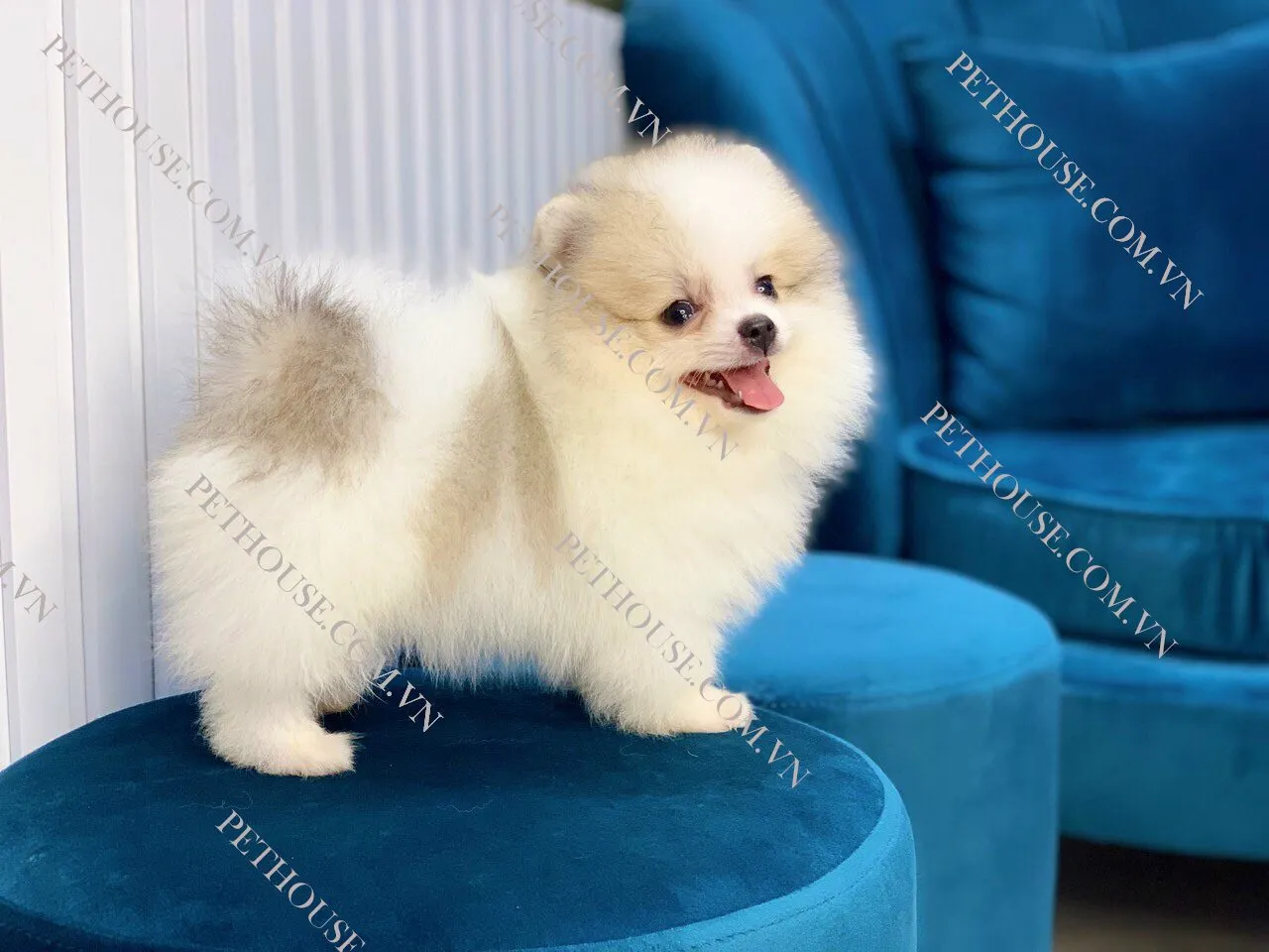 phân biệt chó pomeranian trắng mặt gấu và mặt cáo ảnh hưởng đến giá chó phốc sóc trắng
