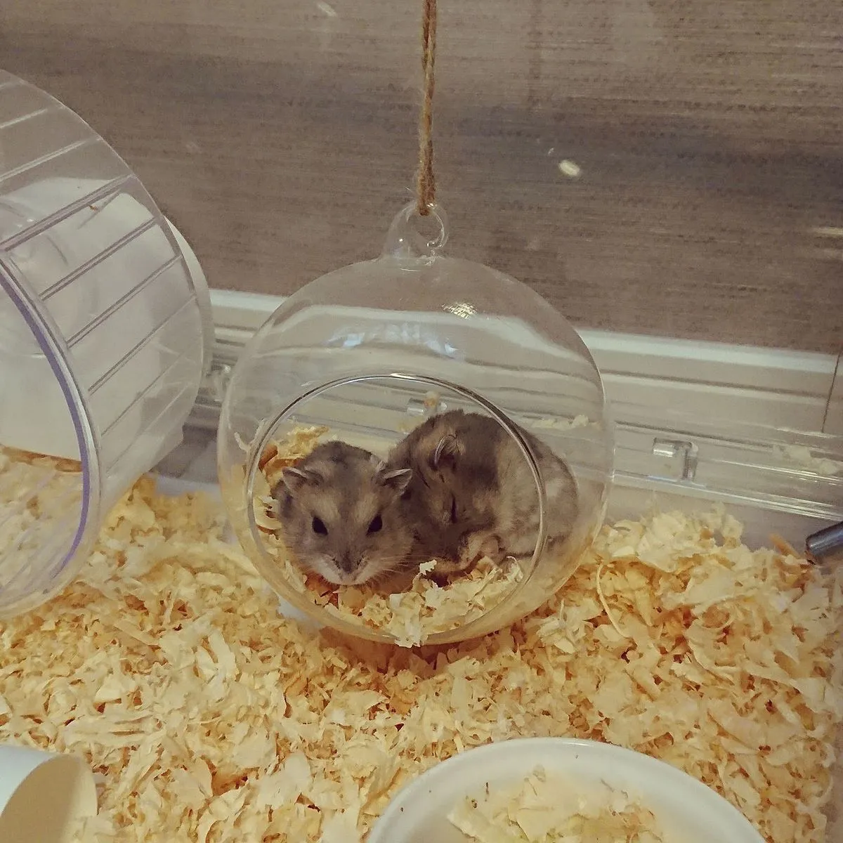 Phân biệt chuột hamster đực và cái; ngoại hình và bộ phận sinh dục của hamster female