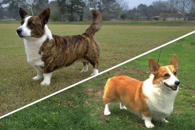 Phân biệt Corgi Pembroke và Cardigan Welsh Corgi về hình dáng và đuôi
