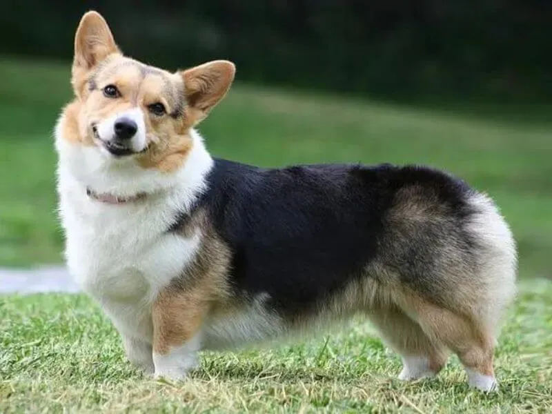 Phân biệt đặc điểm ngoại hình chó corgi đen và corgi vàng