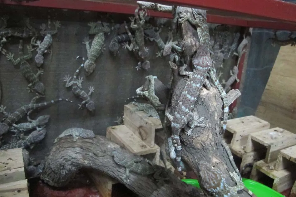 Phân Biệt Giới Tính Tắc Kè Đực Cái Bằng Cách Quan Sát Lỗ Huyệt Và Gốc Đuôi, allintitle:cách nuôi tắc kè