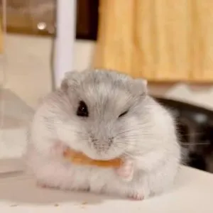 Phân biệt Hamster Campell và Winter White trước khi mua tại nơi bán chuột hamster