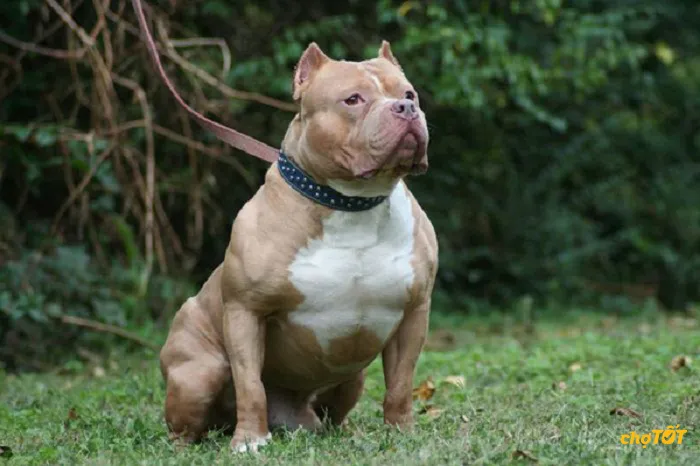 Phân biệt ngoại hình Pitbull thuần chủng và các dòng lai