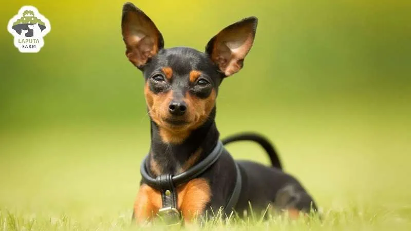 Phân khúc Chó Phốc Hươu giá bao nhiêu