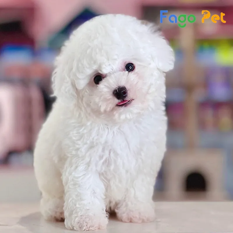 Phân loại chó Poodle trắng theo kích thước: Teacup, Tiny và Toy Poodle, ảnh hưởng đến mức giá bán trên thị trường.