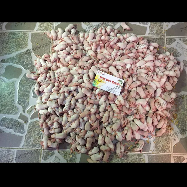 Phân loại chuột bạch theo kích thước, chuẩn bị đông lạnh để đảm bảo an toàn sinh học