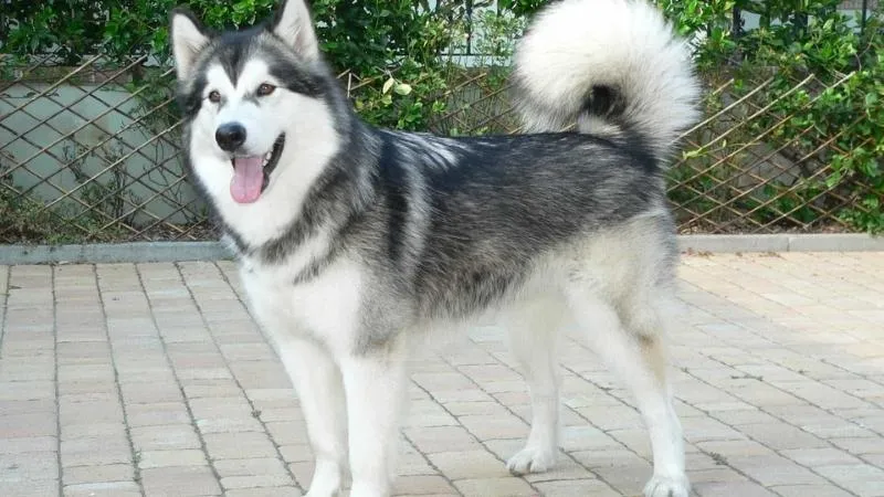 Phân loại kích thước Alaska Malamute: Standard, Large Standard và Giant