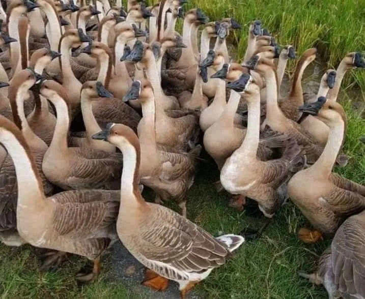 Phân loại thức ăn nuôi ngỗng sư tử giàu đạm và tinh bột theo từng nhóm tuổi