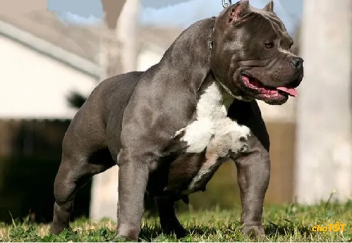 Phân tích các yếu tố quyết định giá bán chó Pitbull thuần chủng nhập khẩu và sinh tại Việt Nam.