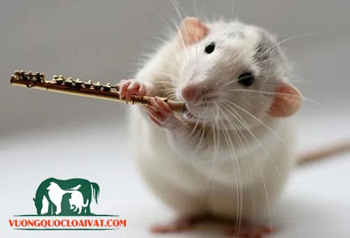 Phân tích chi phí và giá bán chuột bạch trên thị trường hiện nay