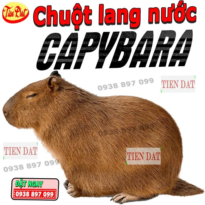 Phân tích chuột lang nước