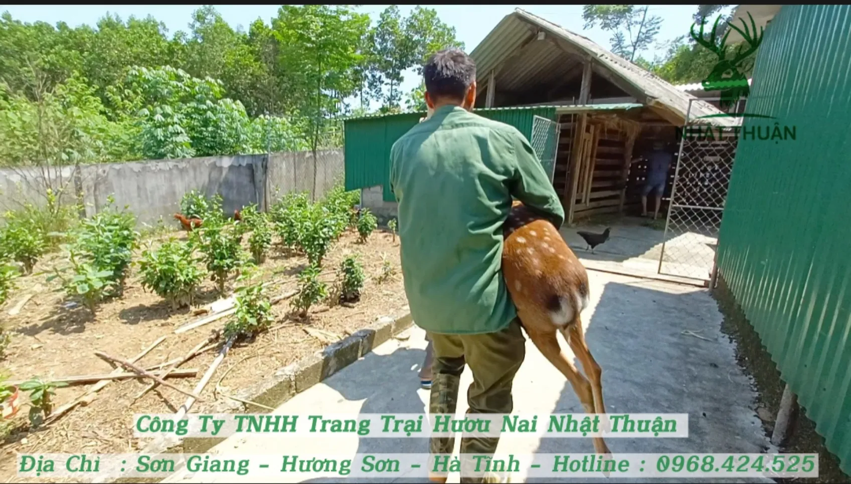 Phân tích ngoại hình, tướng tá của hươu đực giống để đảm bảo chất lượng nhung hươu