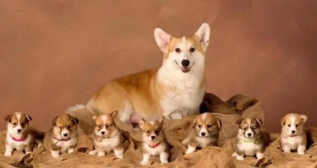 Phân tích nguồn gốc xuất xứ của giống chó Corgi lùn đáng yêu