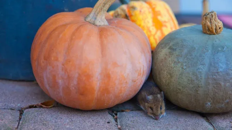Phân tích nguyên nhân khiến nhà xuất hiện chuột và cách đuổi chuột trong nhà đơn giản