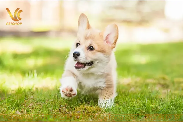 Phân tích thành phần thức ăn hạt cho chó Corgi để kiểm soát cân nặng