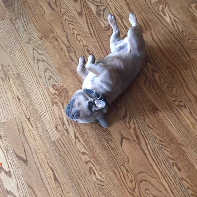 Phản ứng giả chết ở động vật, khác biệt giữa việc huấn luyện chó và hành vi tự vệ tự nhiên của chuột hamster (tonic immobility) khi đối diện nguy hiểm.