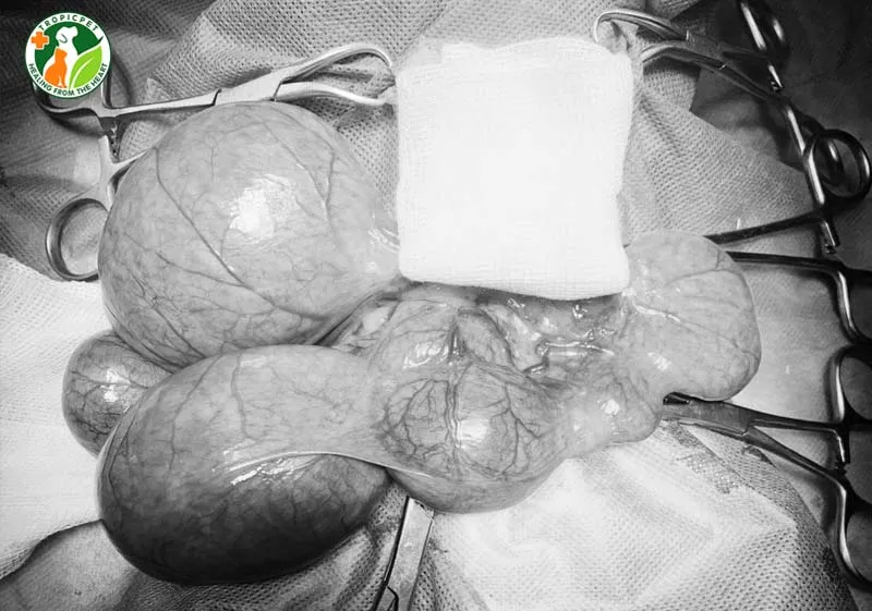 Quá trình phẫu thuật đòi hỏi bác sĩ có chuyên môn cao để đảm bảo an toàn cho chó cái