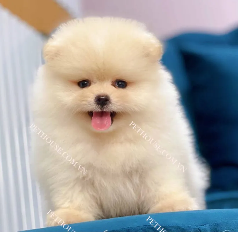 Phốc Sóc Mini mặt gấu với khuôn mặt tròn, mõm ngắn và đôi mắt to đáng yêu