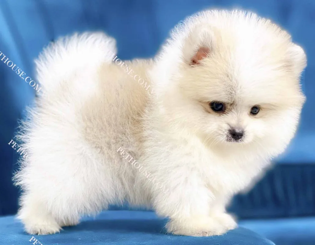 Phốc Sóc Party Color màu trắng kem đang đứng trên ghế sofa, phù hợp nuôi trong căn hộ