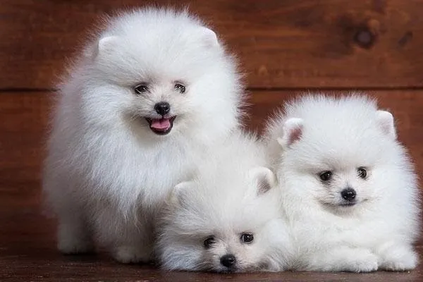 Phốc Sóc thuần chủng màu cam đứng trên cỏ, địa chỉ bán chó phốc ô hà nội giá tốt nhất.