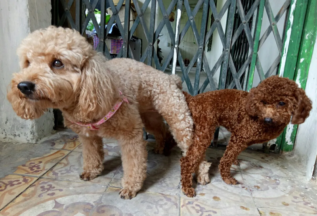 phối giống chó poodle tại tphcm thuần chủng an toàn và chuyên nghiệp