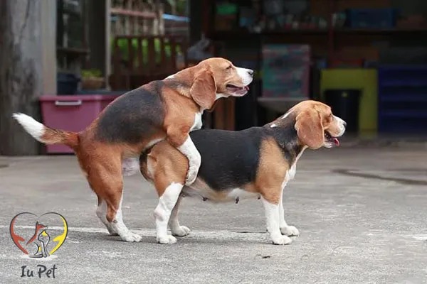 Dinh dưỡng đóng vai trò quan trọng trong việc hình thành thai nhi khỏe mạnh