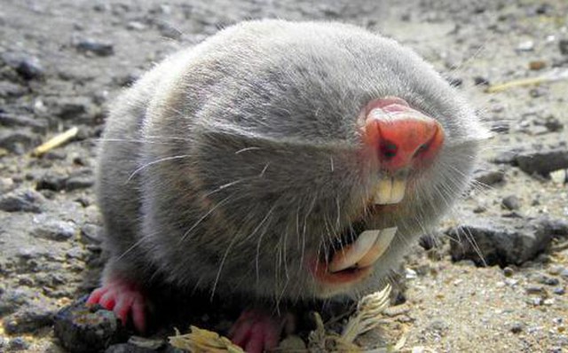 Chuột Chũi Châu Phi: Giải Mã Bí Ẩn Về Tuổi Thọ Bất Thường Và Khả Năng Kháng Ung Thư