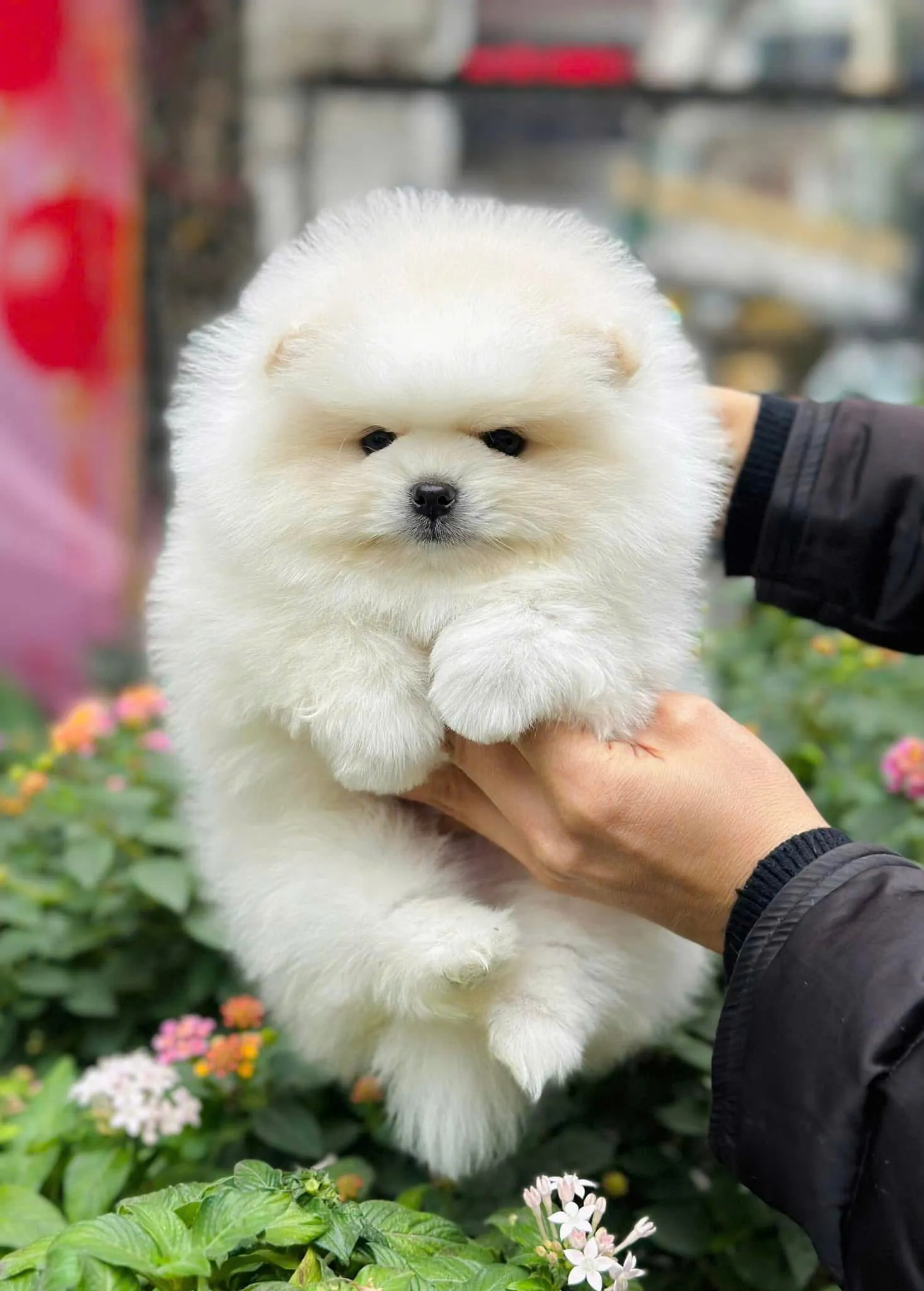 Phụ kiện chuồng trại và thức ăn chuyên dụng cho chó Alaska cỡ lớn