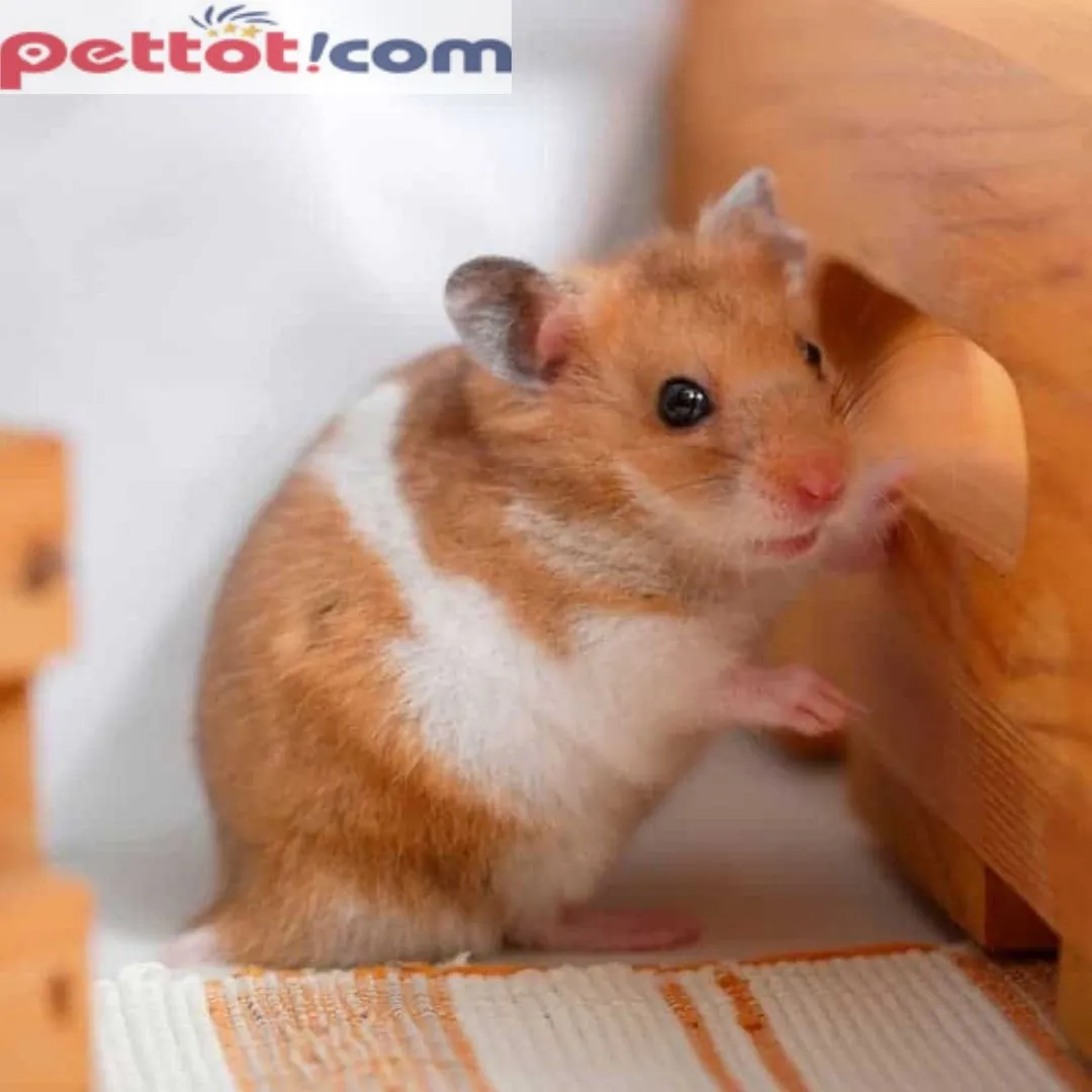Phụ kiện lồng nuôi và chăm sóc khi mua chuột hamster trực tuyến.