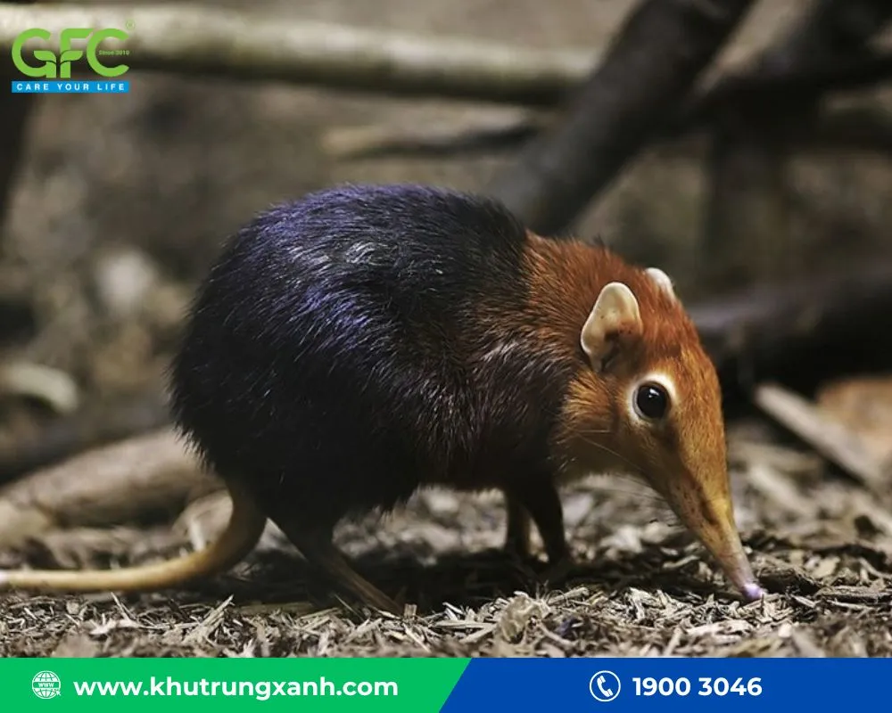 Phương pháp tự nhiên đuổi chuột chù ra khỏi nhà hiệu quả