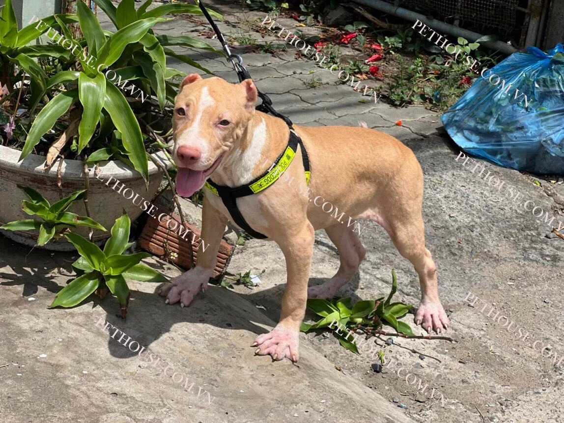 Pitbull con giống chất lượng cao tại PetHouse, địa chỉ đáng tin cậy để mua chó pitbull ở tphcm.