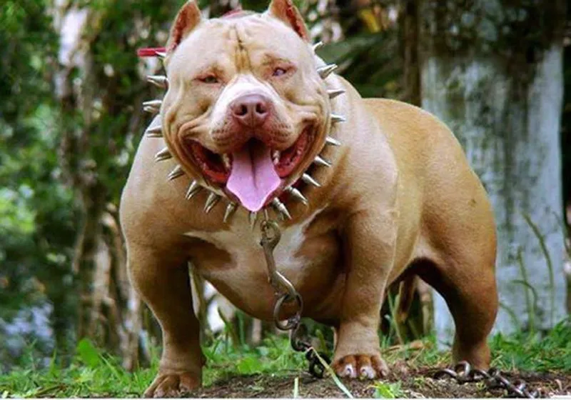 Pitbull hung dữ biểu lộ hành vi hung hăng liên loài và cắn chó khác