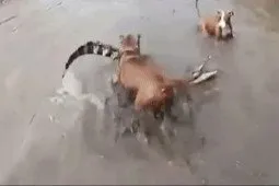 Pitbull hung hãn tấn công cá sấu mới lớn