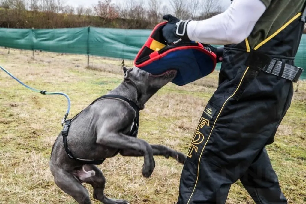 Pitbull là giống chó cần huấn luyện nghiêm ngặt để kiểm soát bản năng hiếu chiến