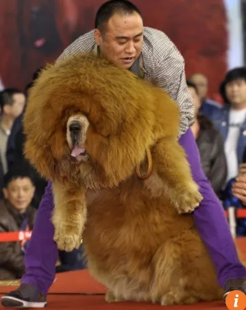 Pitbull nổi tiếng là "võ sĩ giác đấu" với sự hiếu chiến tuyệt đối