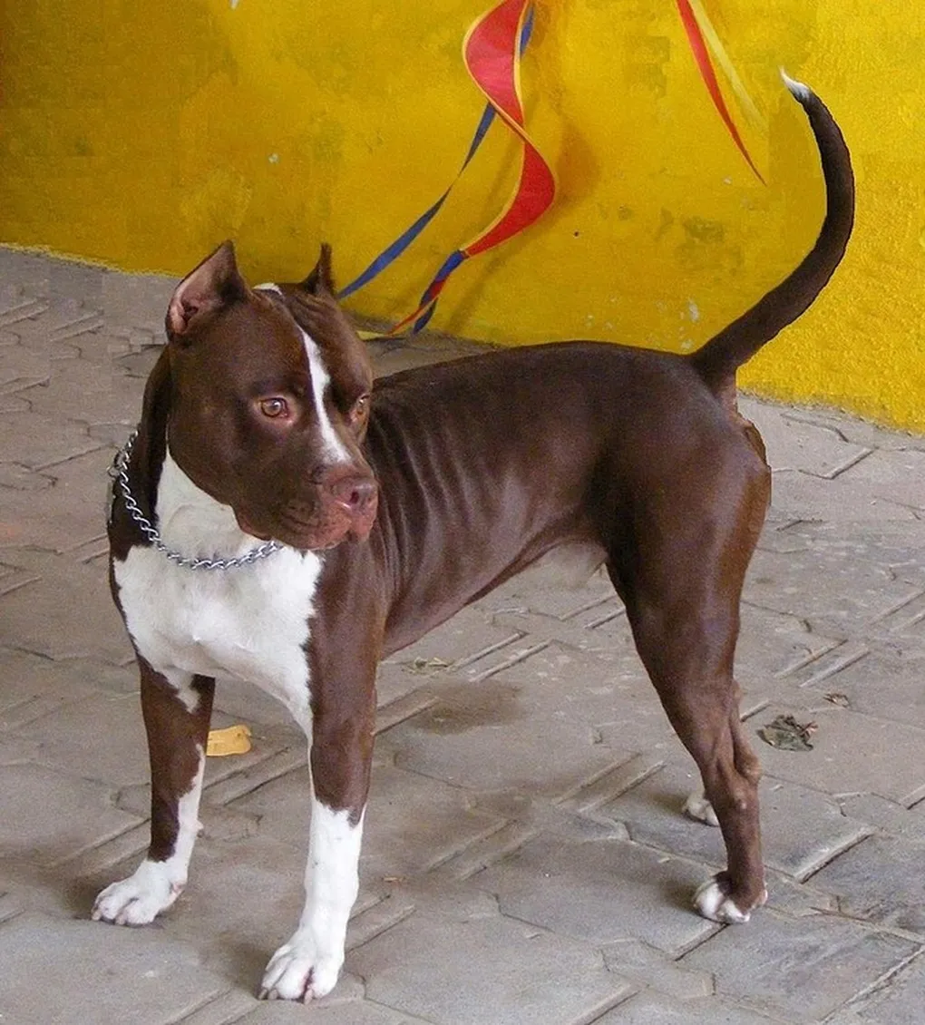 Pitbull Red Nose đứng thẳng, minh họa cho đặc tính chó pitbull nguy hiểm
