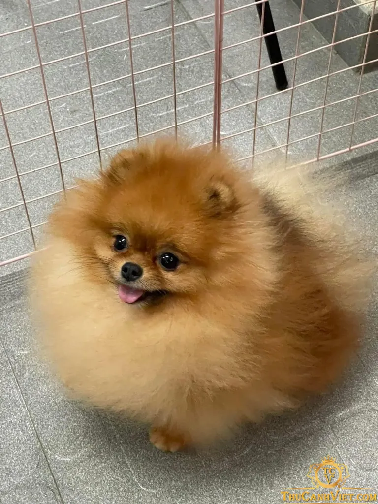 Pomeranian màu vàng lửa với bộ lông kép siêu dày cần chải lông hàng ngày