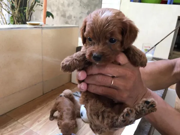 Poodle 2 – 3 tháng cần được cho ăn cẩn thận