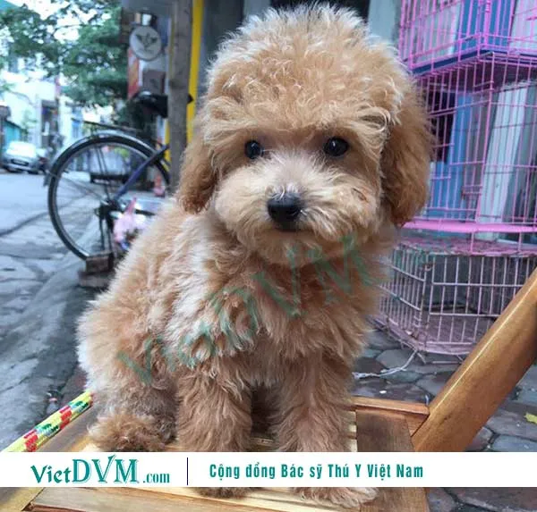 Poodle 2 tháng tuổi cần chế độ dinh dưỡng và chăm sóc đặc biệt để phát triển