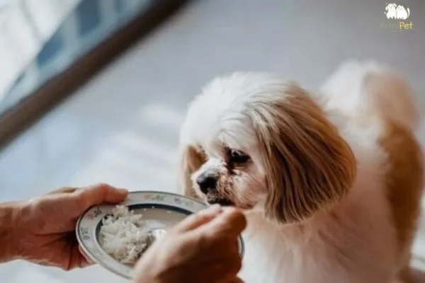 Khẩu phần dinh dưỡng cân bằng cho giống chó Poodle