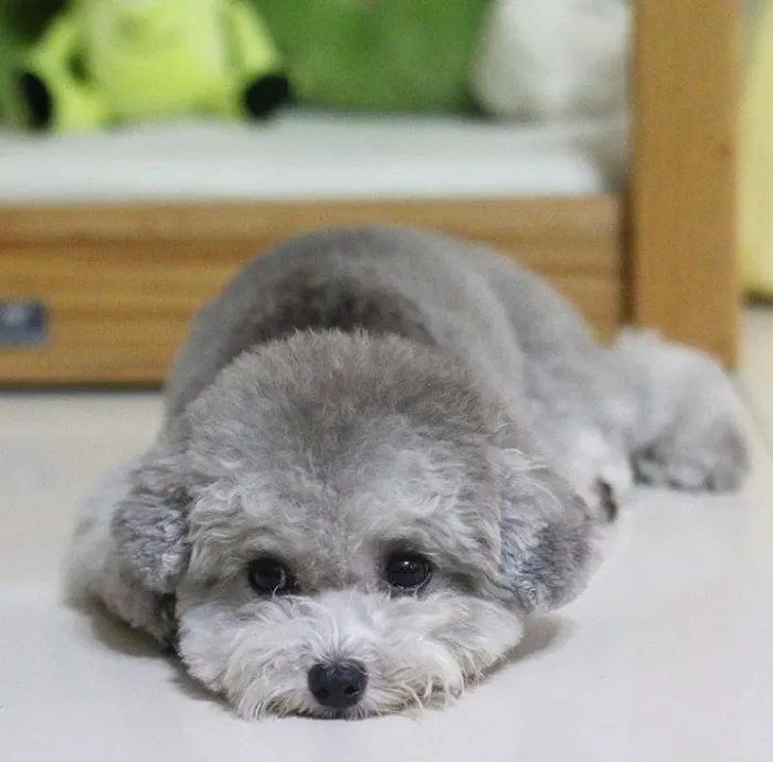 Poodle con 2 tháng tuổi rụt rè cần sự an ủi và chế độ dinh dưỡng đặc biệt