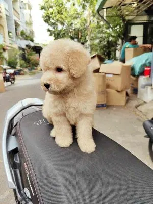 Poodle con màu vàng mơ cần được chăm sóc dinh dưỡng đầy đủ