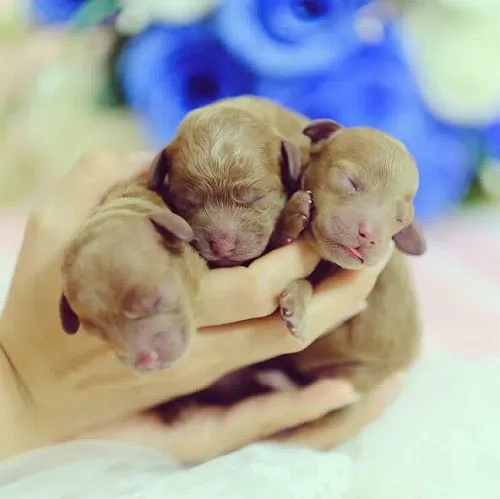 Poodle con vừa sinh, sạch sẽ, đang nằm nghỉ ngơi sau ca đỡ đẻ thành công.